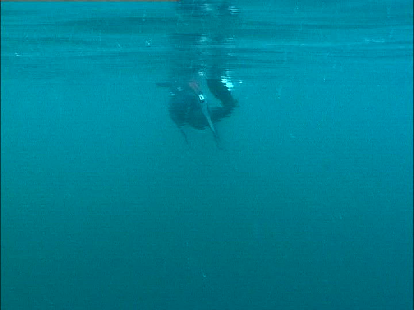 145964926 / Basking Shark / Irish Sea / Atlantic Ocean