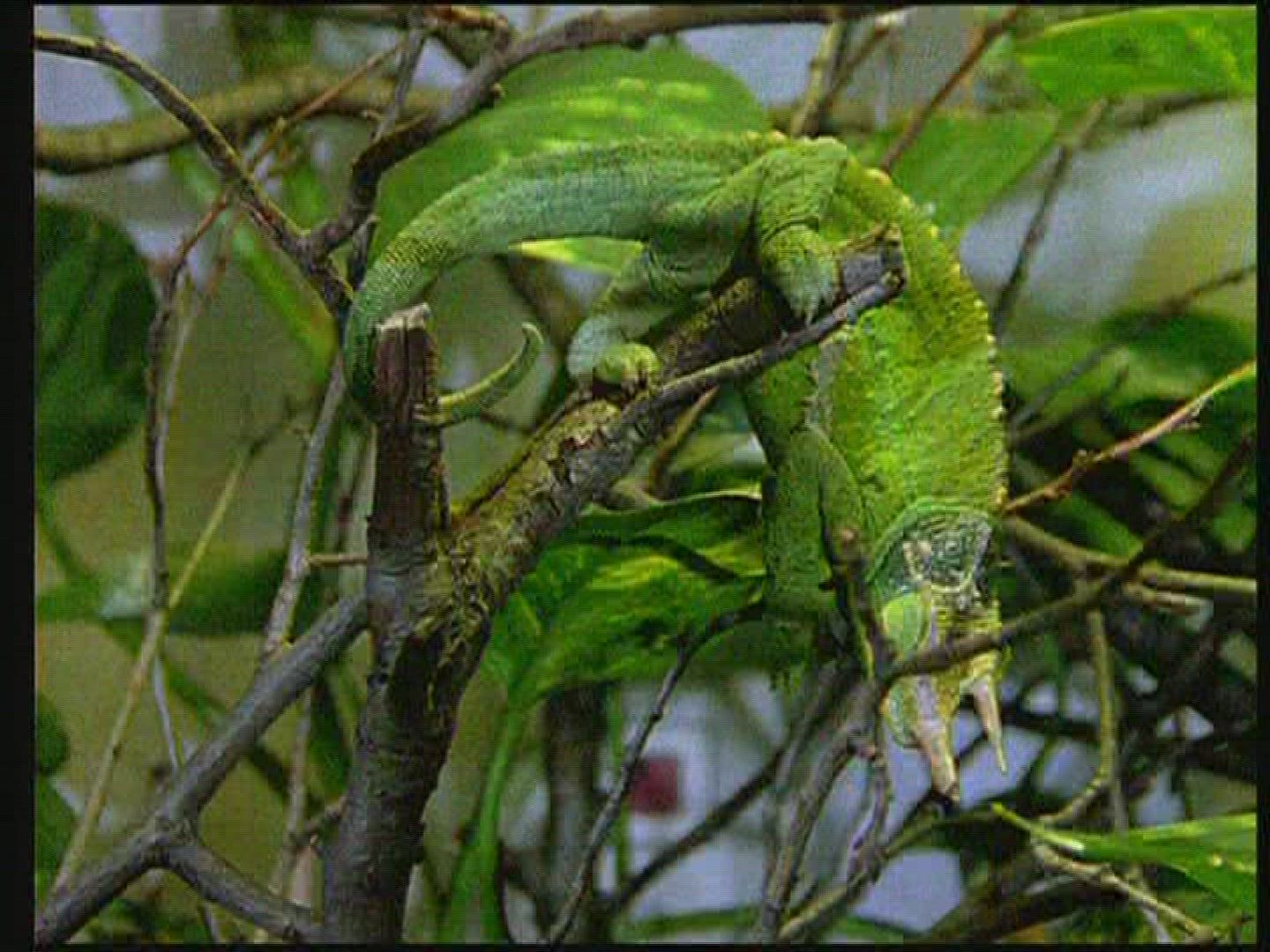 655963411 / Chameleon / Terrarium