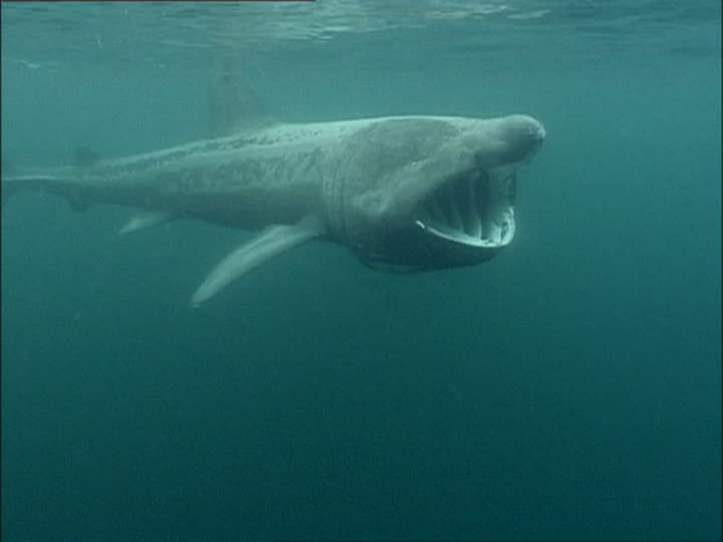 118745684 / Basking Shark / Irish Sea / Atlantic Ocean