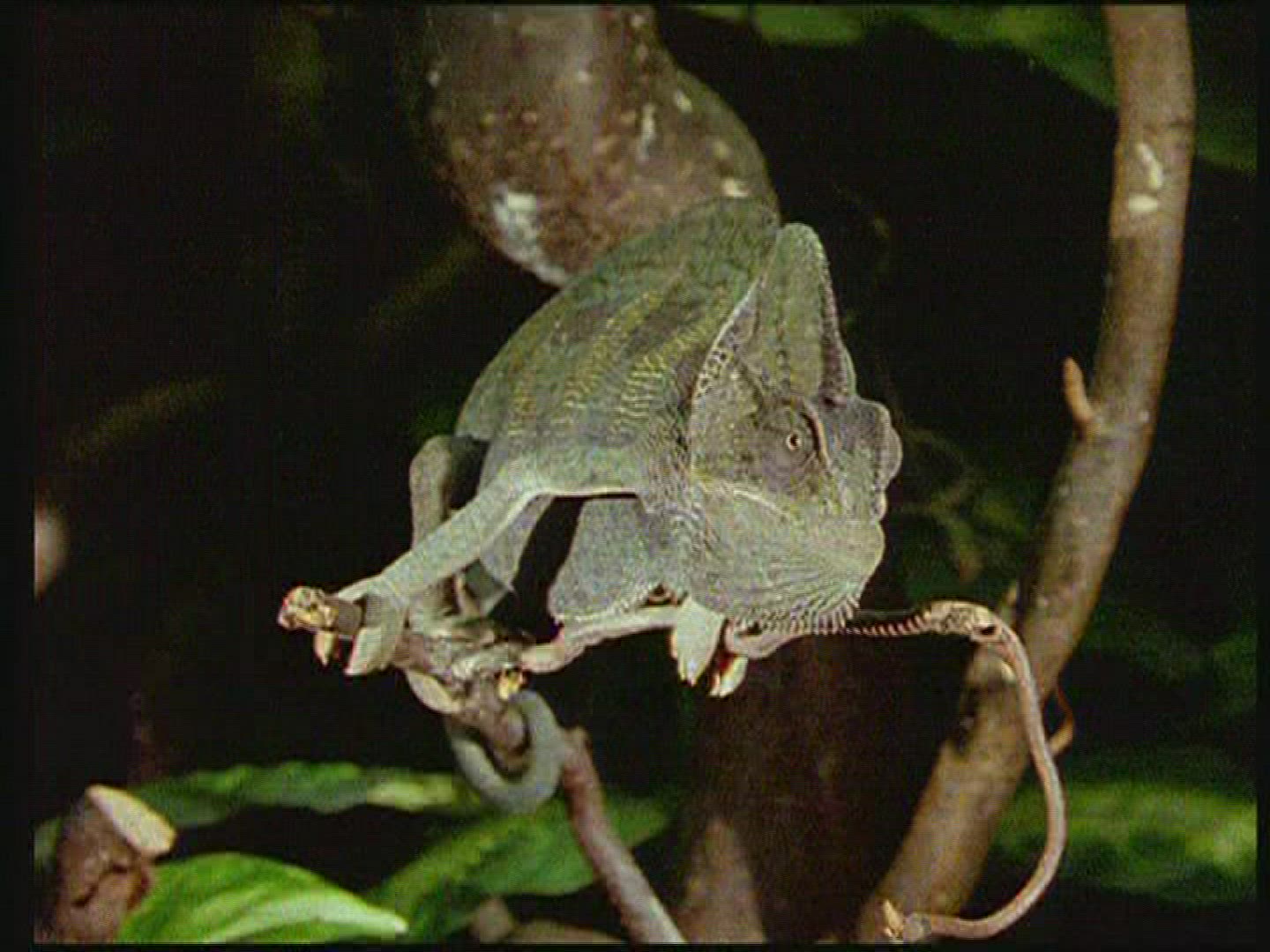 312003274 / Chameleon / Terrarium