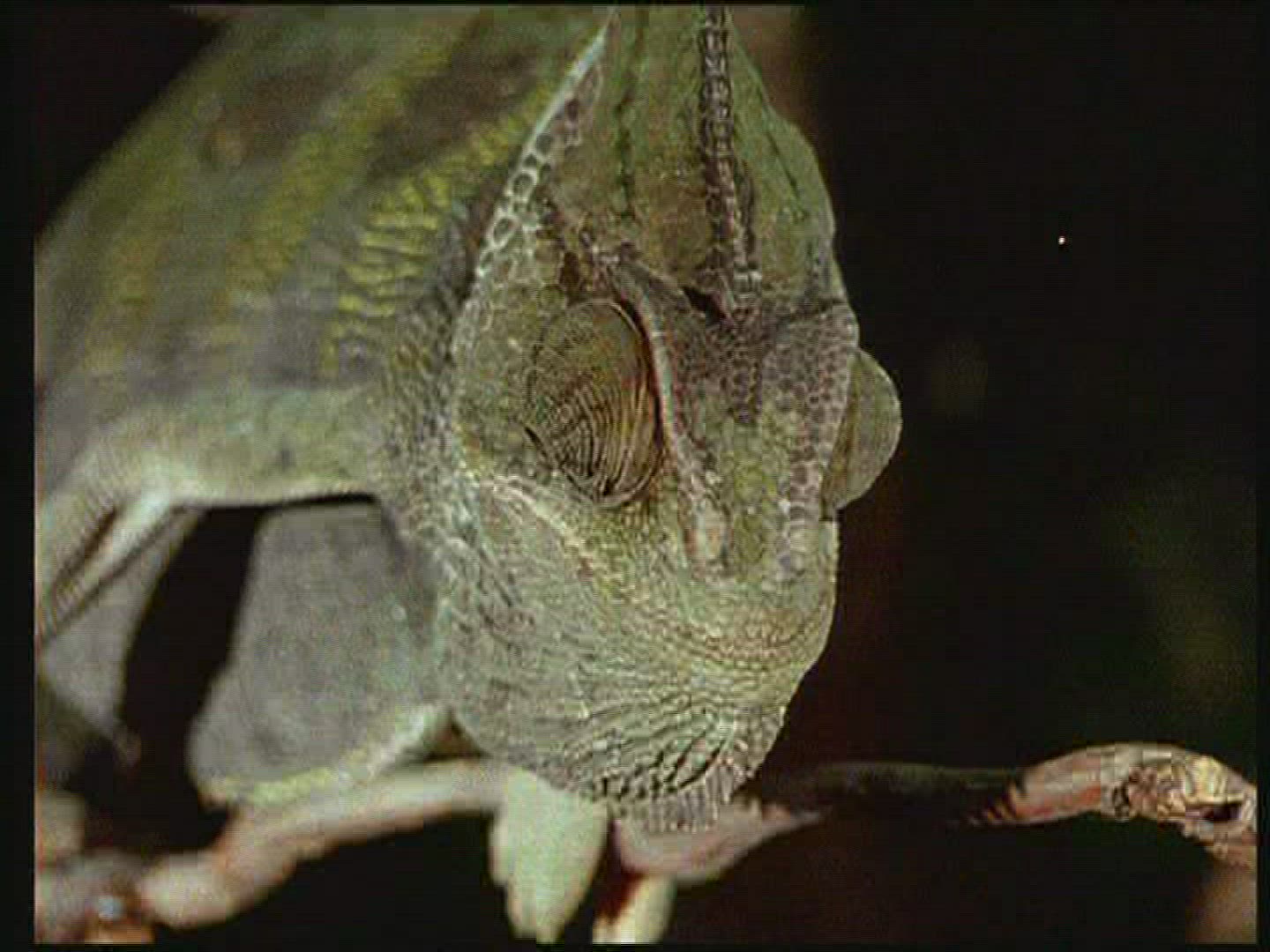 329486850 / Chameleon / Terrarium