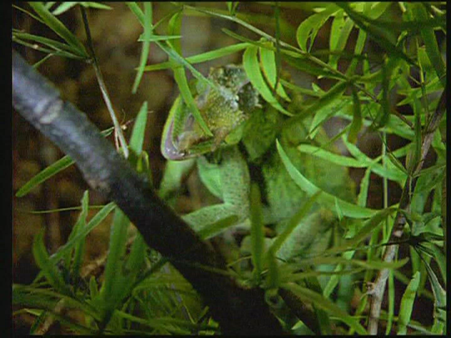 486799412 / Chameleon / Terrarium