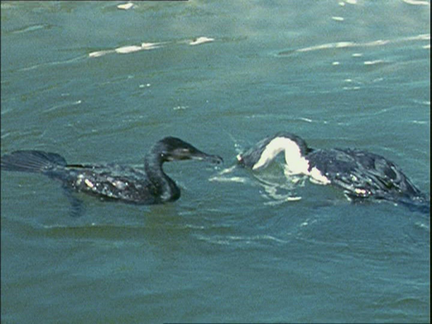 772476789 / Bird / Isle of Man / England