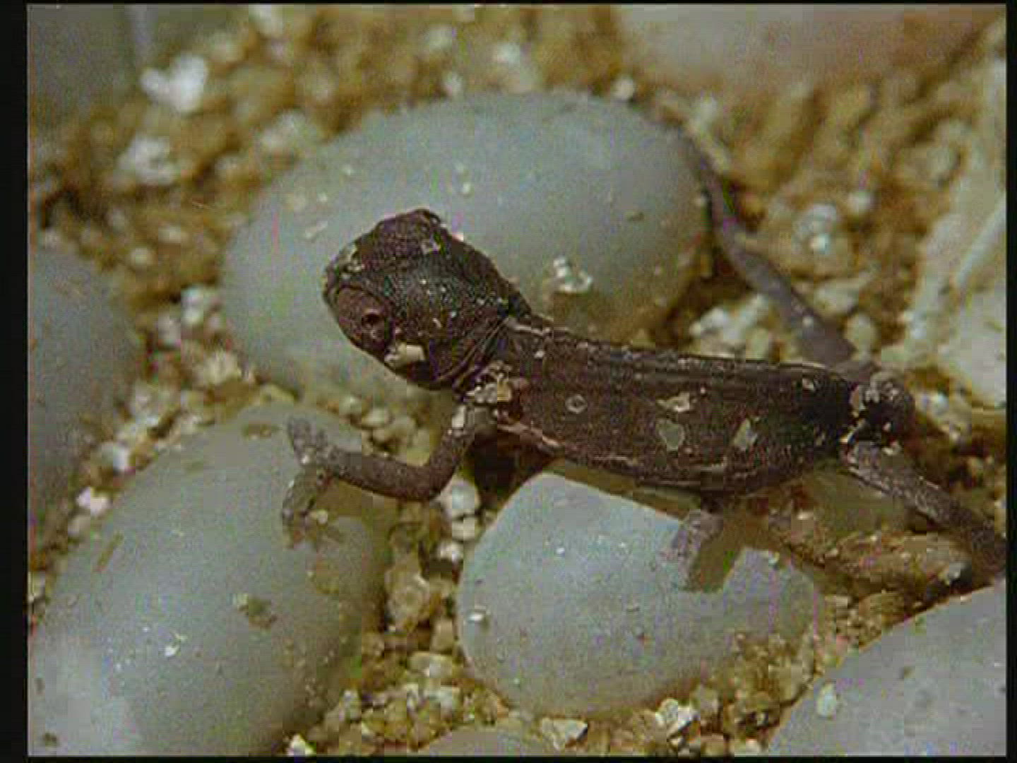 173726118 / Chameleon / Terrarium