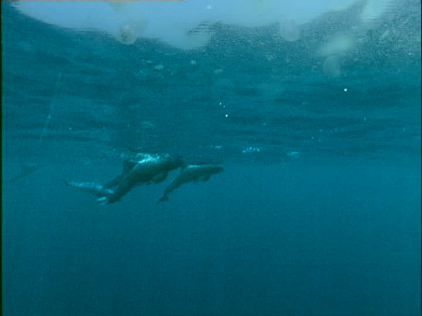 137596927 / Pilot Whale / Irish Sea / Atlantic Ocean