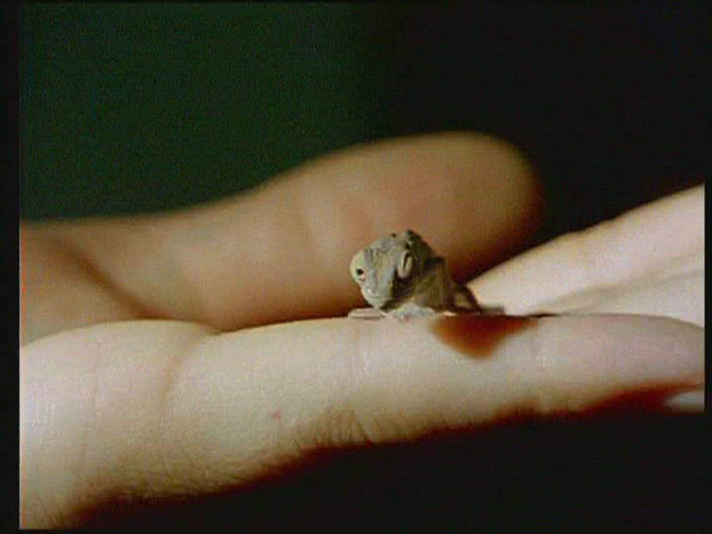 272473004 / Chameleon / Terrarium