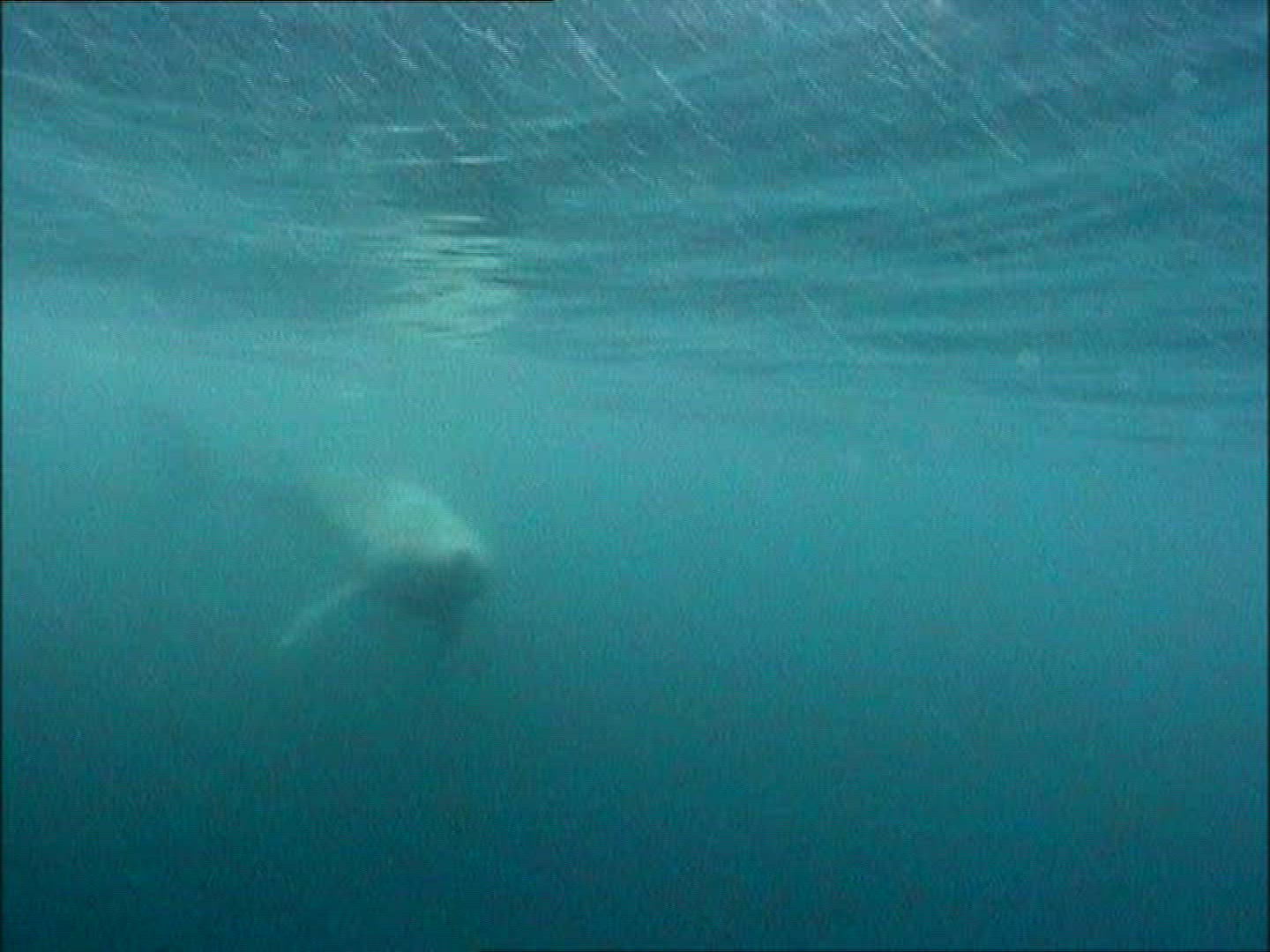 575523929 / Basking Shark / Irish Sea / Atlantic Ocean