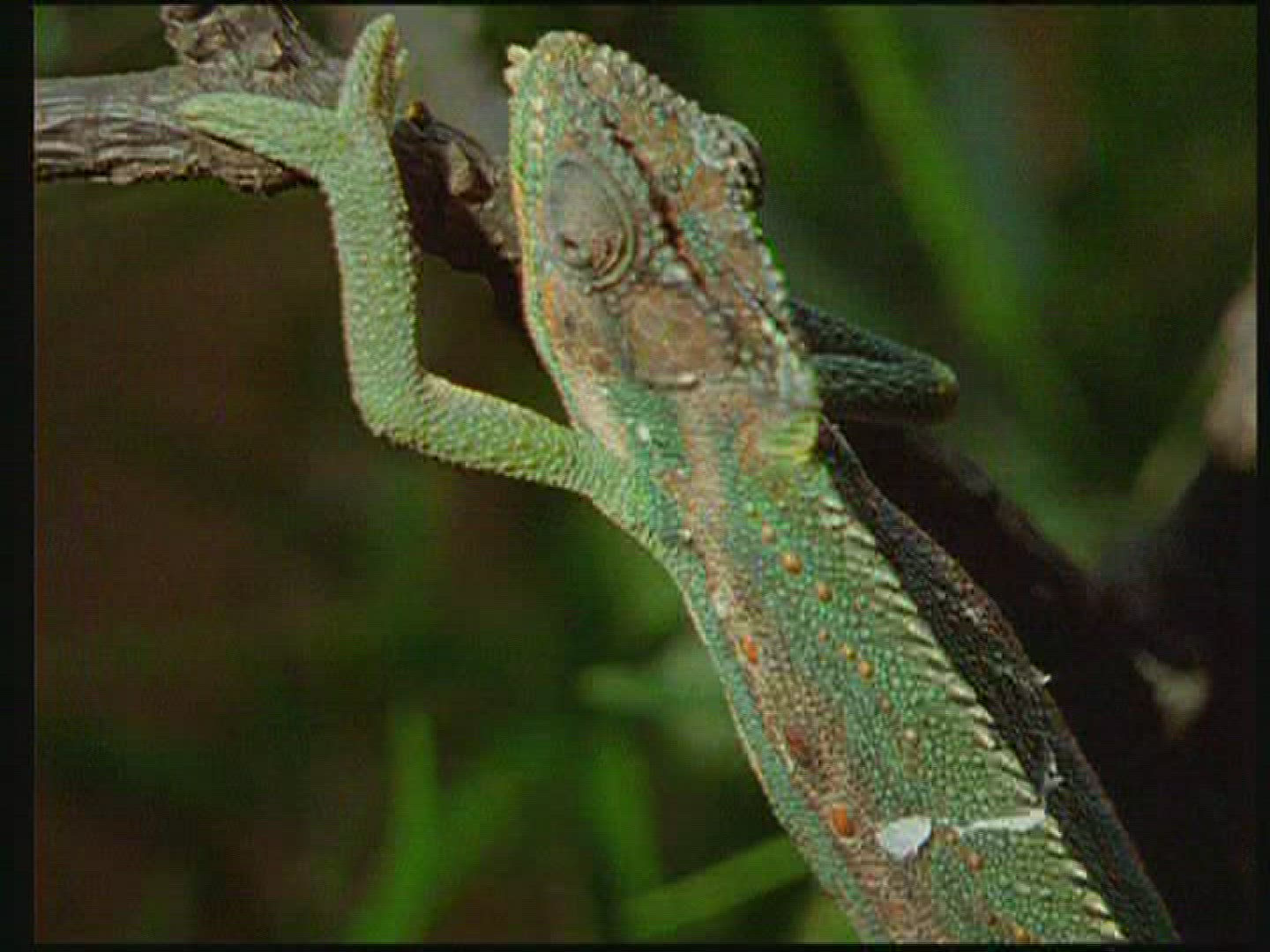 326880627 / Chameleon / Terrarium