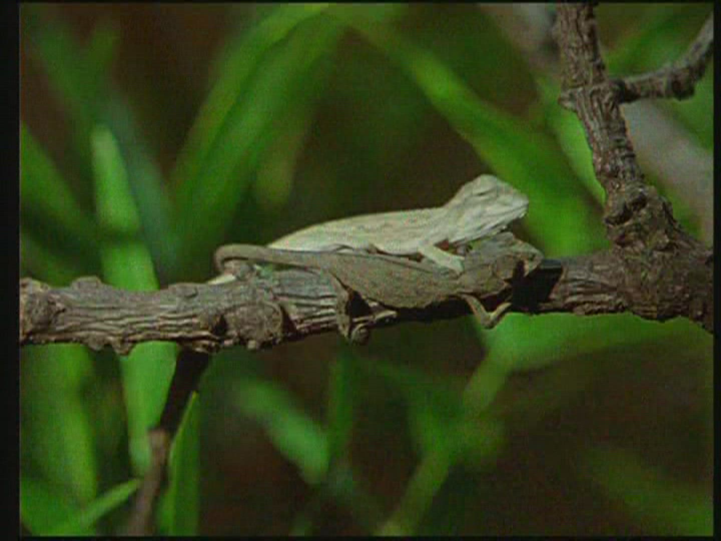 495905038 / Chameleon / Terrarium