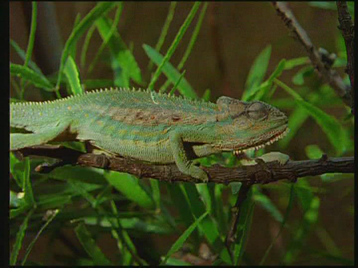 203924521 / Chameleon / Terrarium