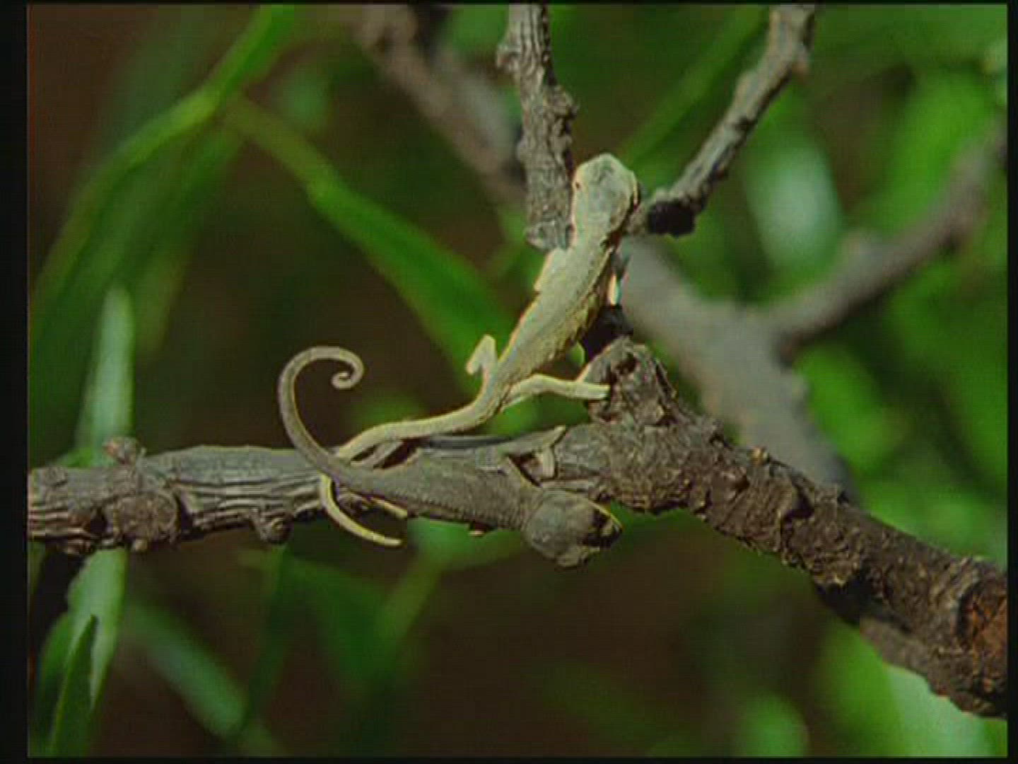 918976258 / Chameleon / Terrarium