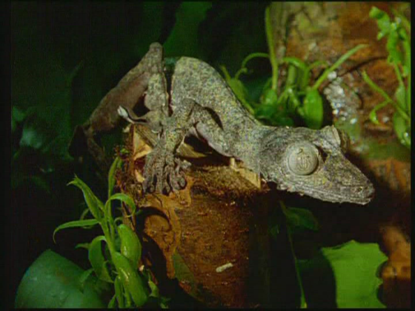 670301687 / Chameleon / Terrarium