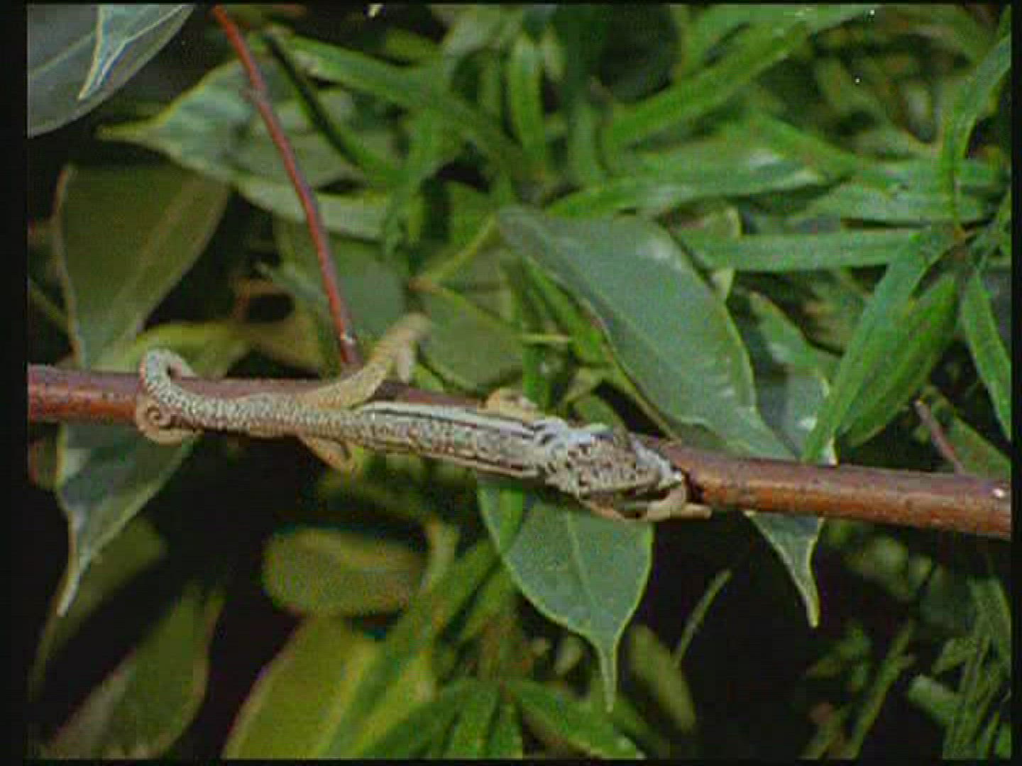 725056050 / Chameleon / Terrarium