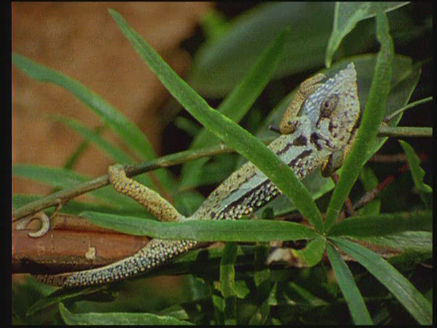 313677885 / Chameleon / Terrarium