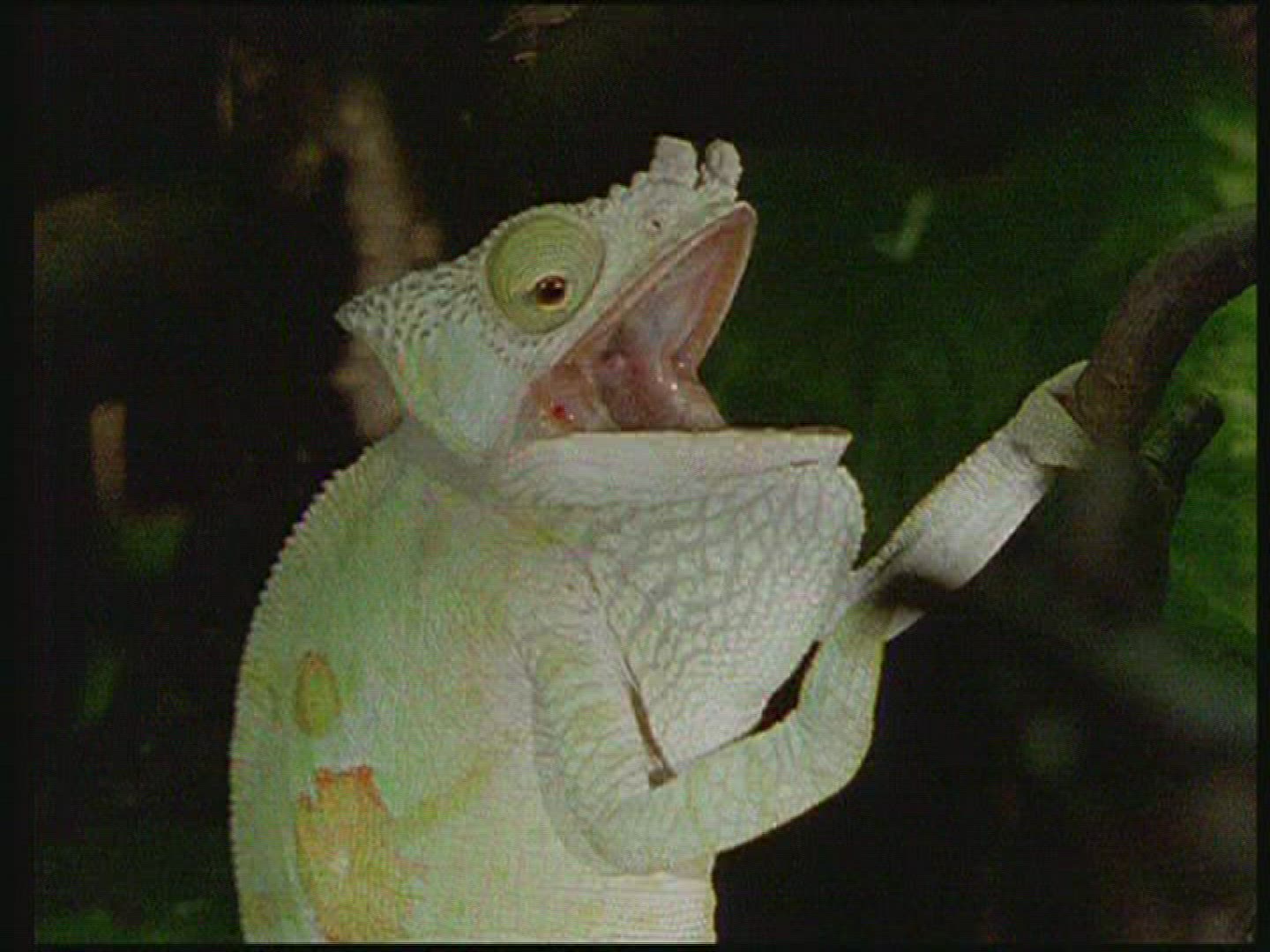 606470754 / Chameleon / Terrarium