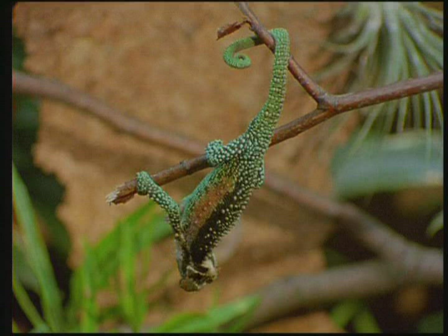 989362512 / Chameleon / Terrarium