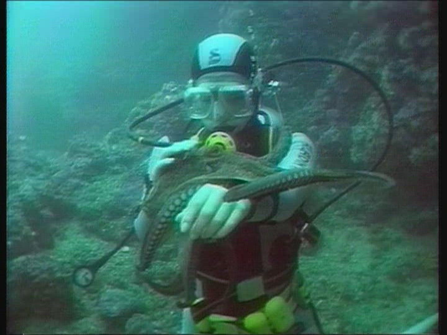 980840479 / Octopus / Animal Observation / Mediterranean Sea