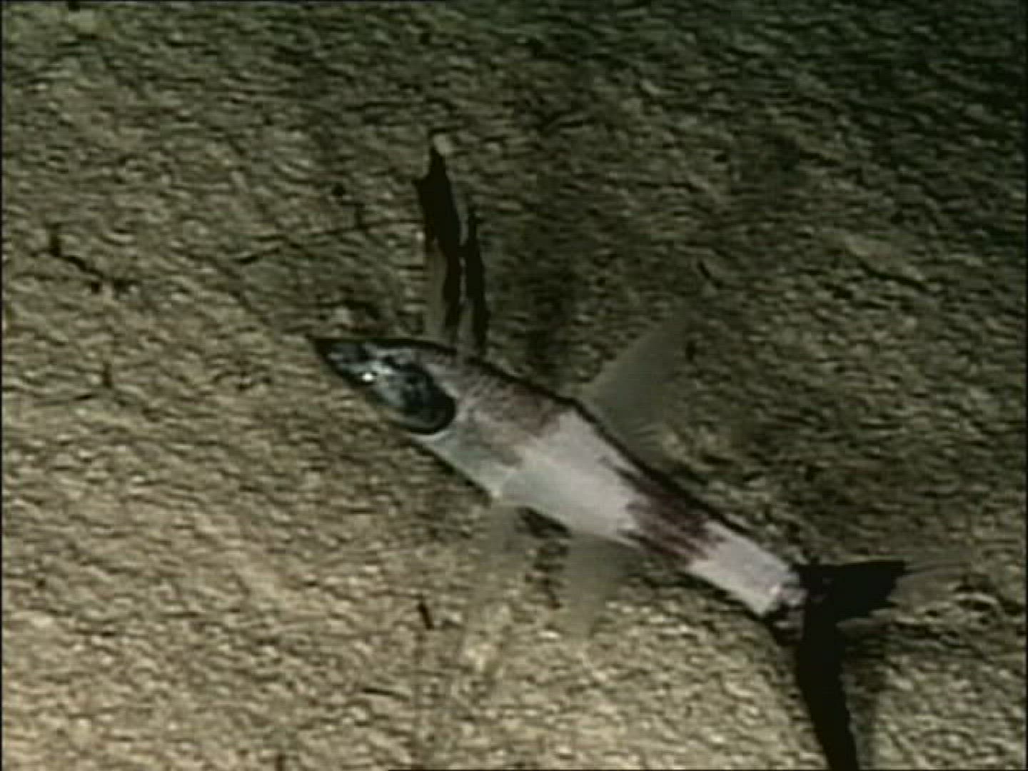 980914213 / Fish / Norwegian Sea / Atlantic Ocean
