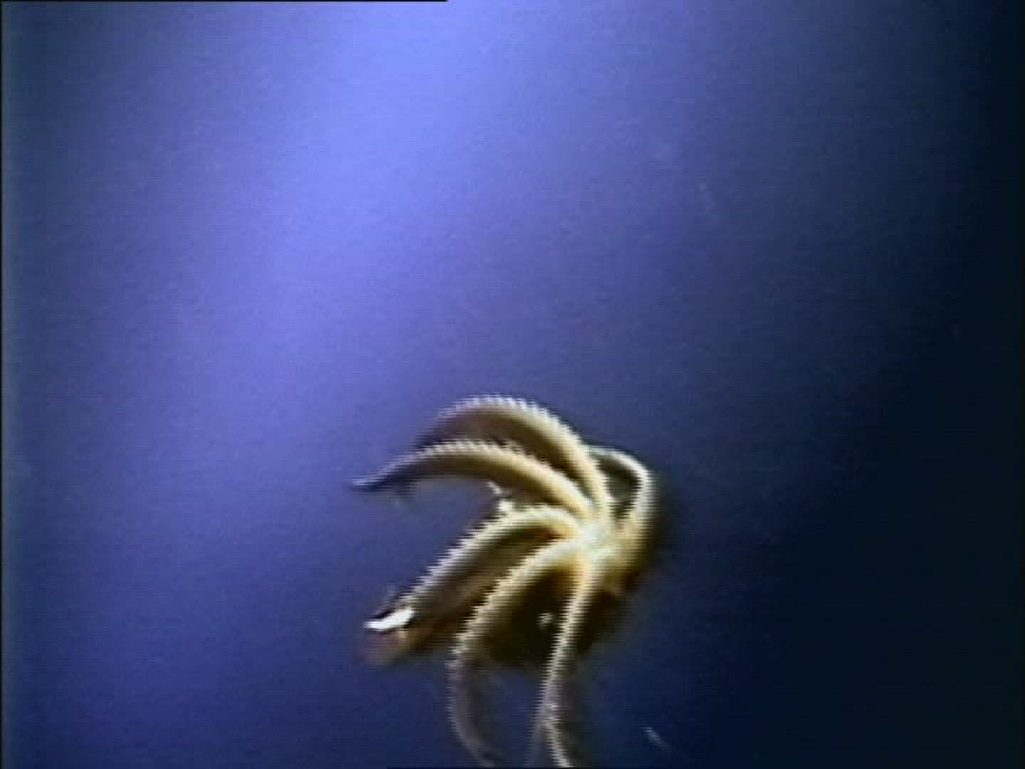 735119470 / Octopus / Norwegian Sea / Atlantic Ocean