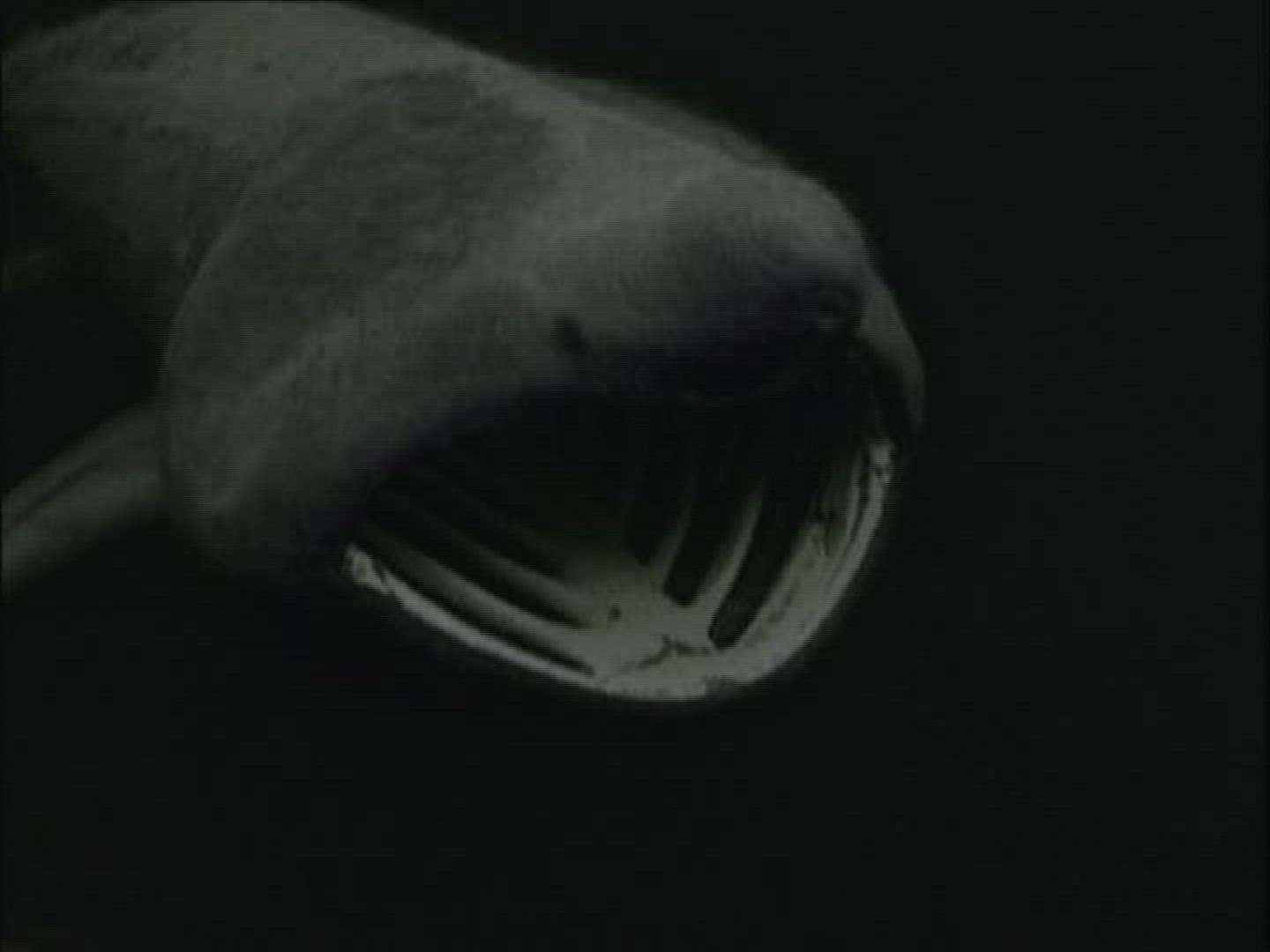 864458229 / Basking Shark / Norwegian Sea / Atlantic Ocean