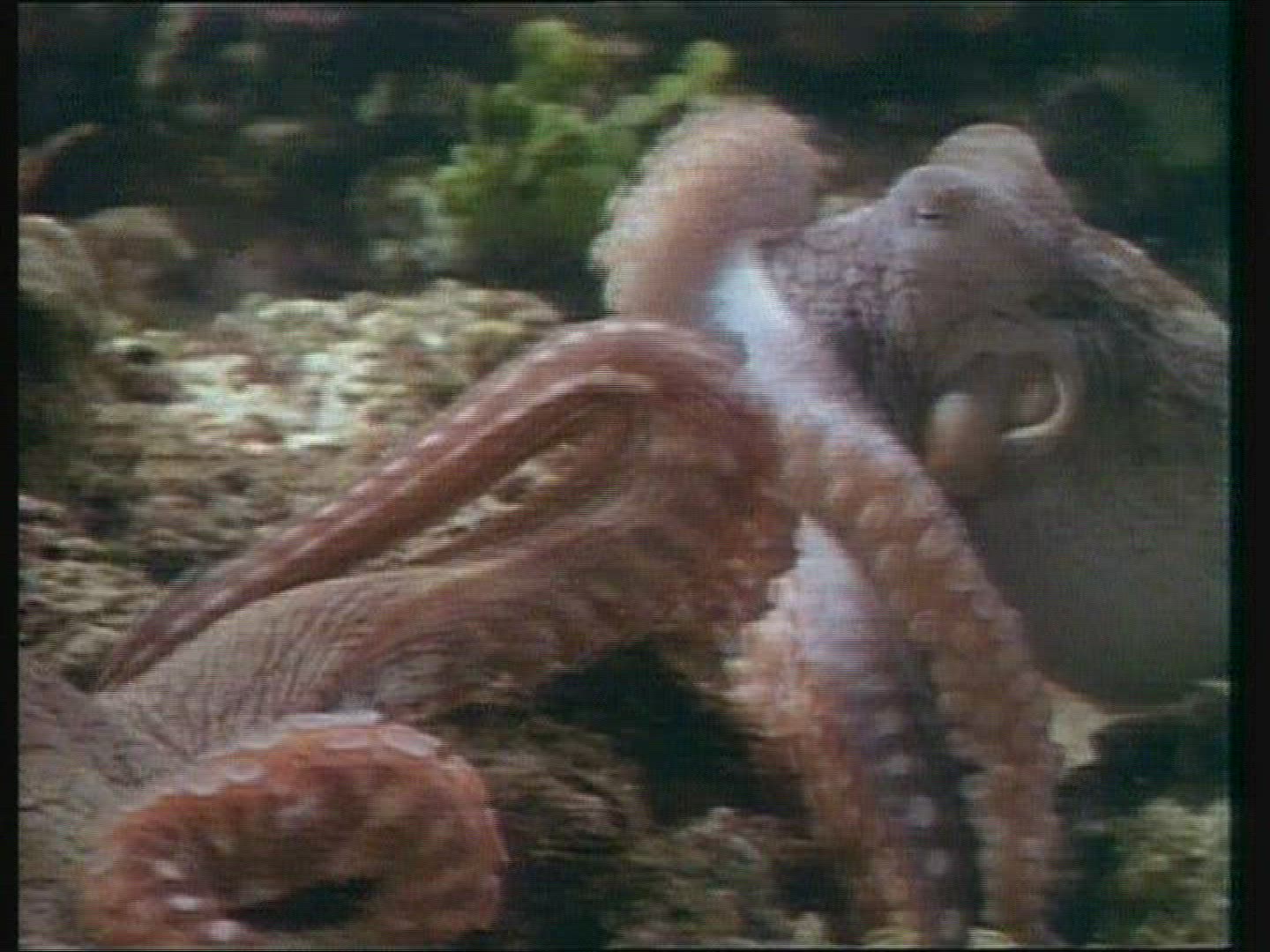 753659794 / Octopus / Fighting / Mediterranean Sea