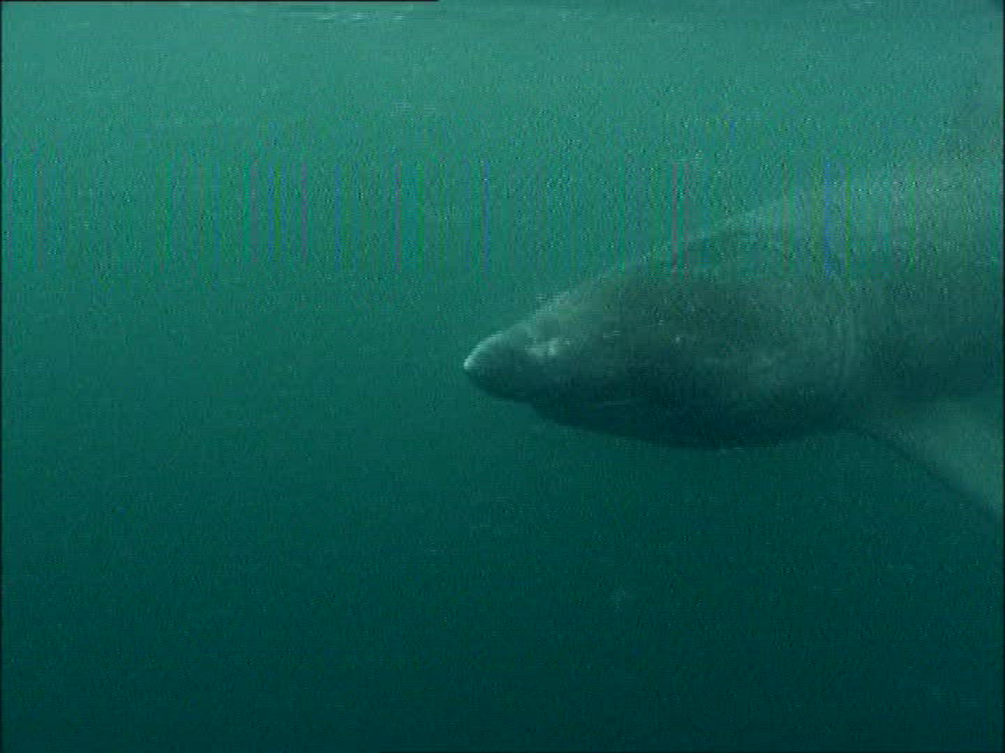 310674572 / Basking Shark / Irish Sea / Atlantic Ocean