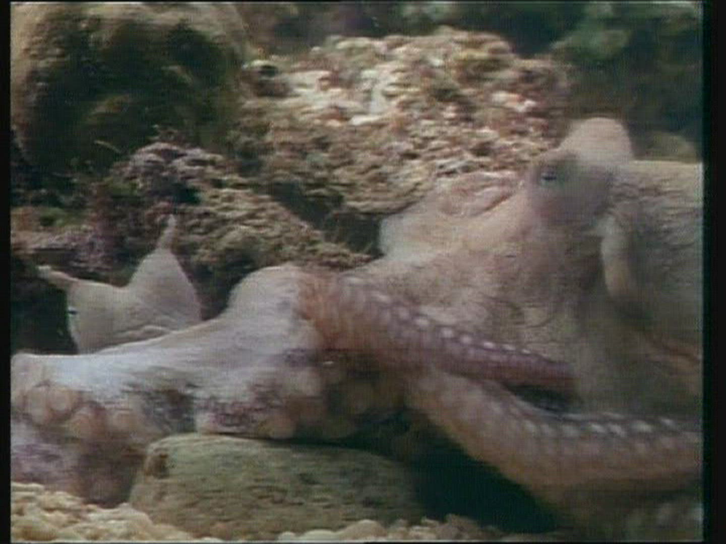 948131603 / Octopus / Fighting / Mediterranean Sea