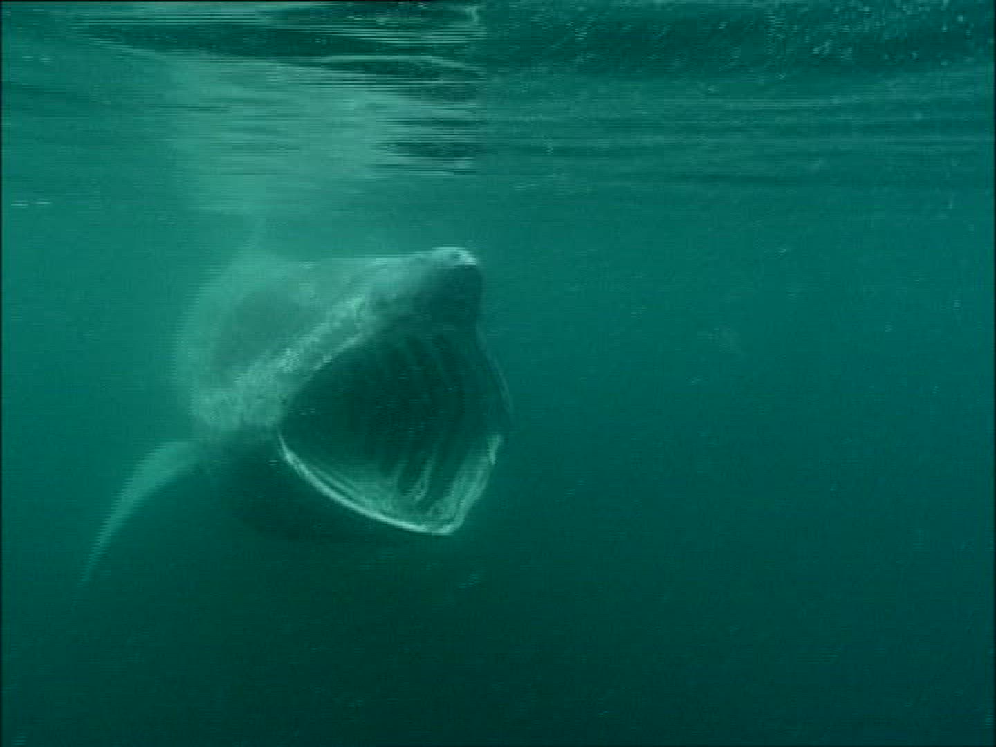 988113966 / Basking Shark / Irish Sea / Atlantic Ocean