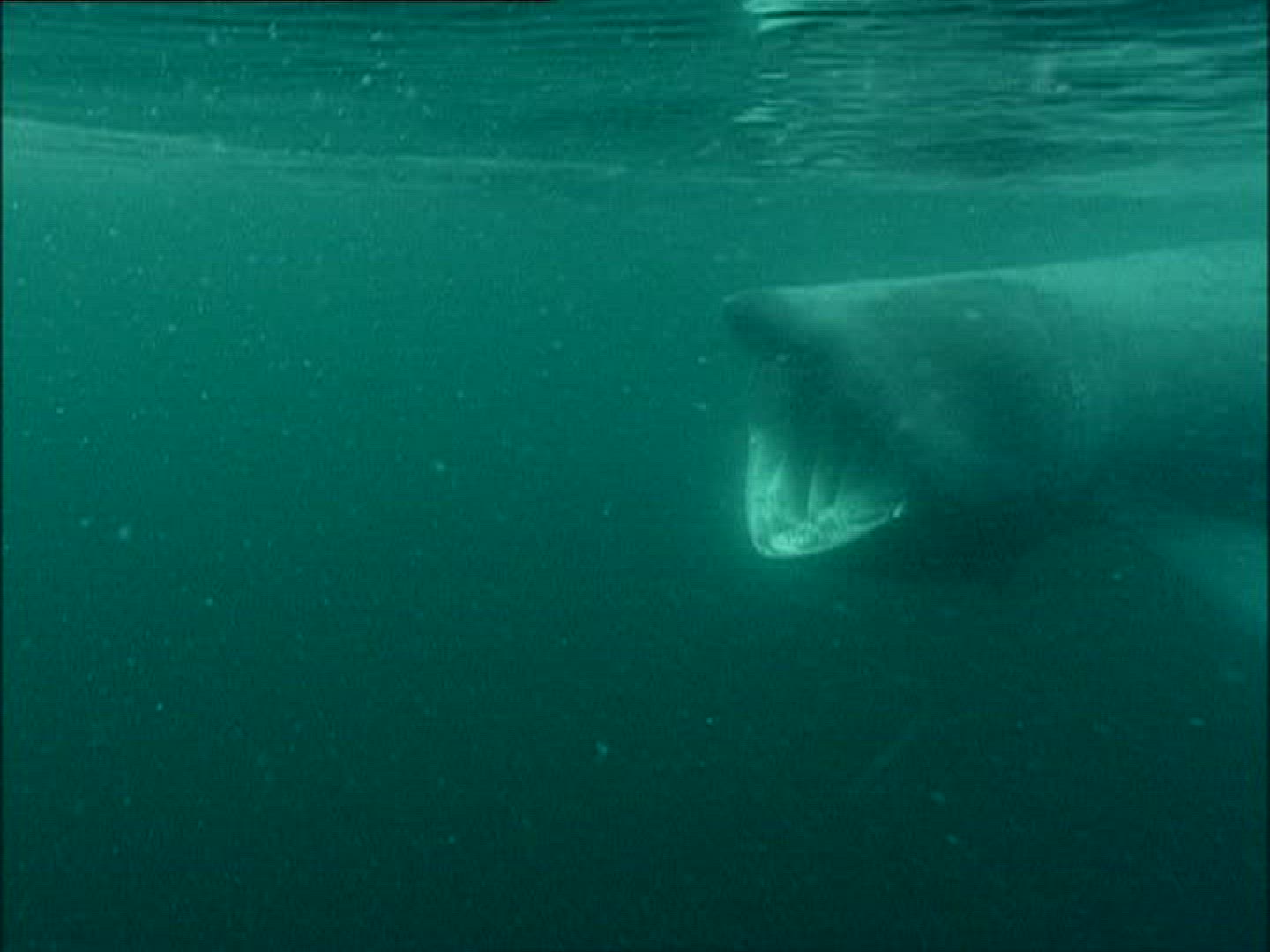 506404604 / Basking Shark / Irish Sea / Atlantic Ocean