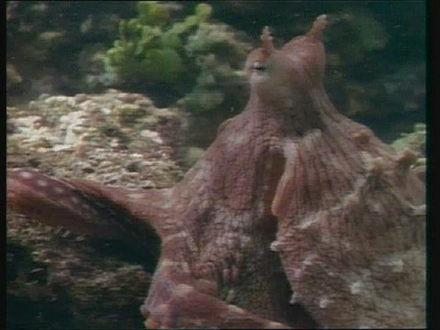 422389489 / Octopus / Fighting / Mediterranean Sea