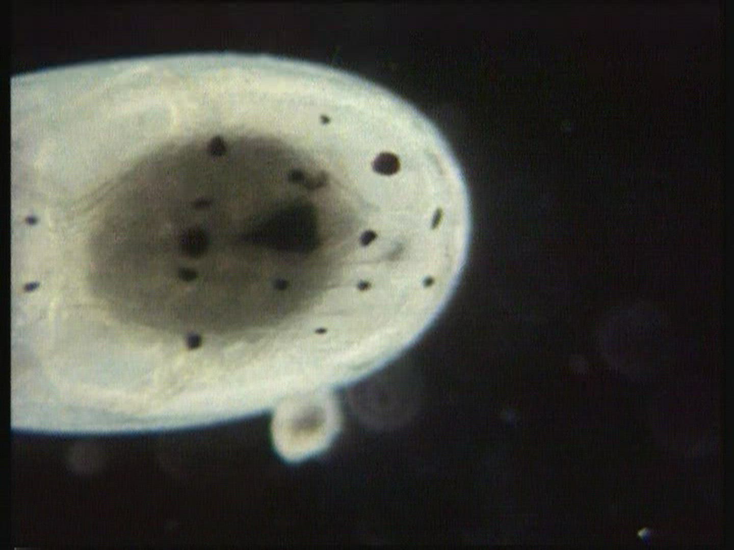 951695120 / Octopus / Brood Care / Egg / Mediterranean Sea