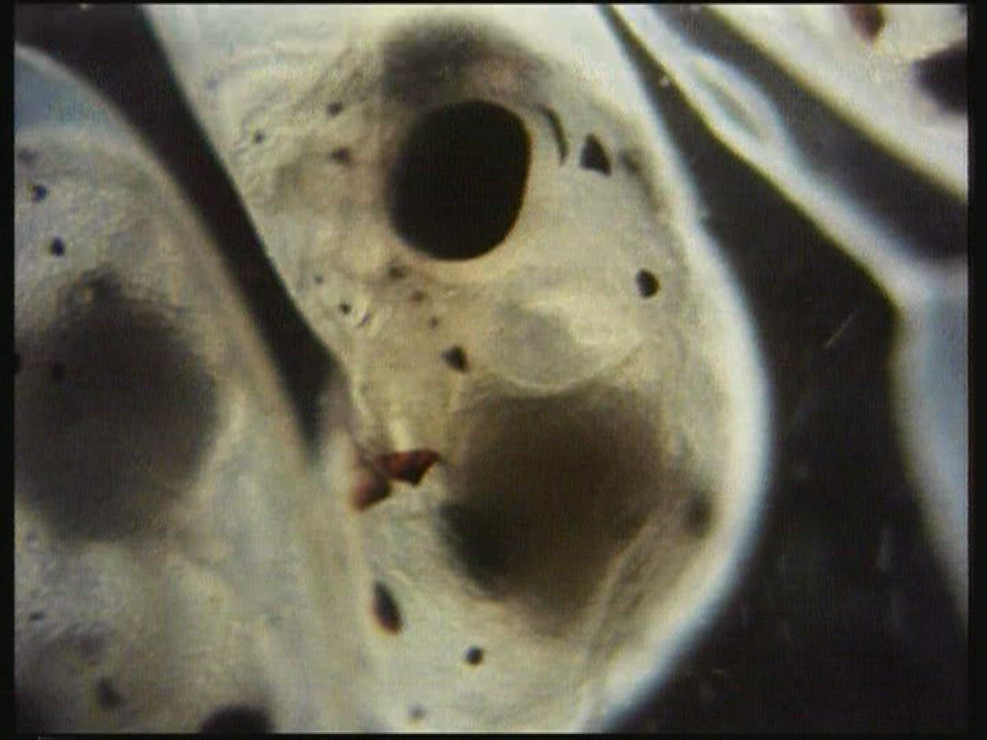244662609 / Octopus / Brood Care / Egg / Mediterranean Sea