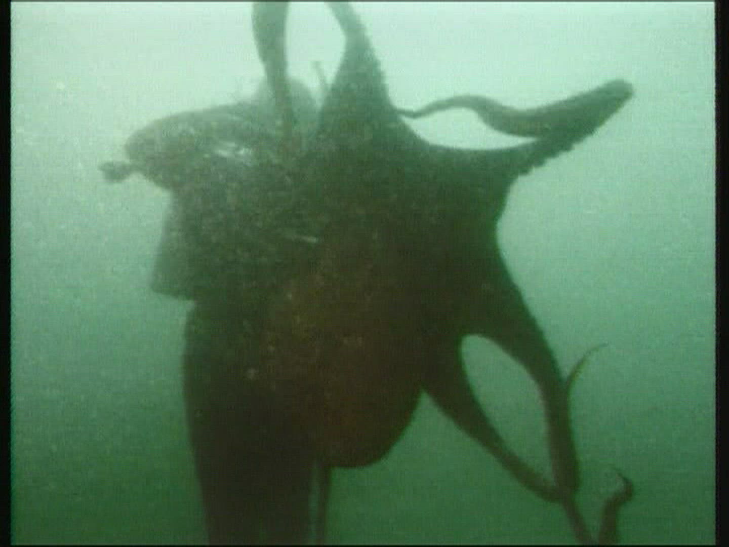 938106310 / Octopus / Animal Observation / Mediterranean Sea