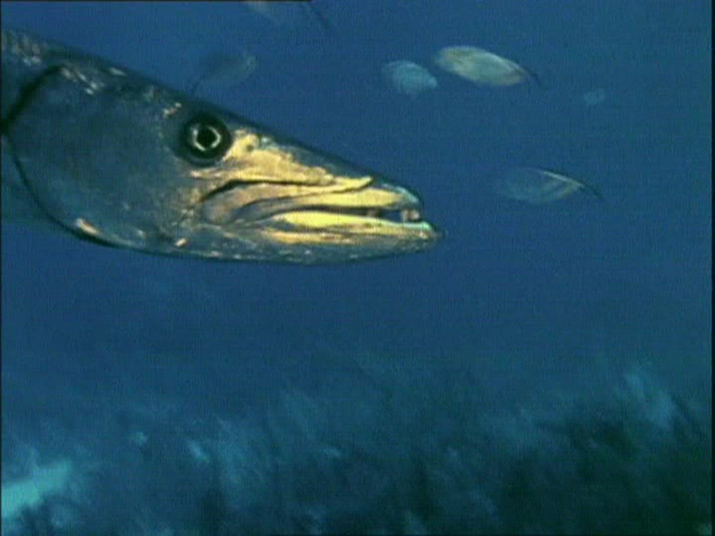271522759 / Barracuda / Atlantic Ocean