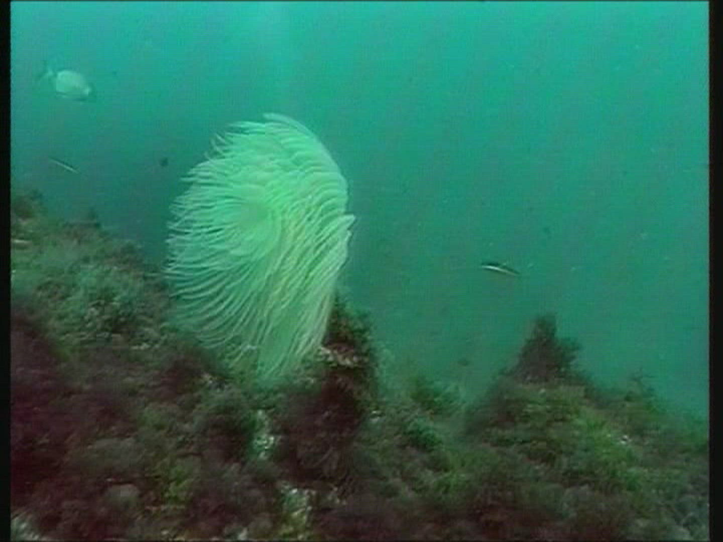 278815304 / Sea Anemone / Animal Observation / Mediterranean Sea