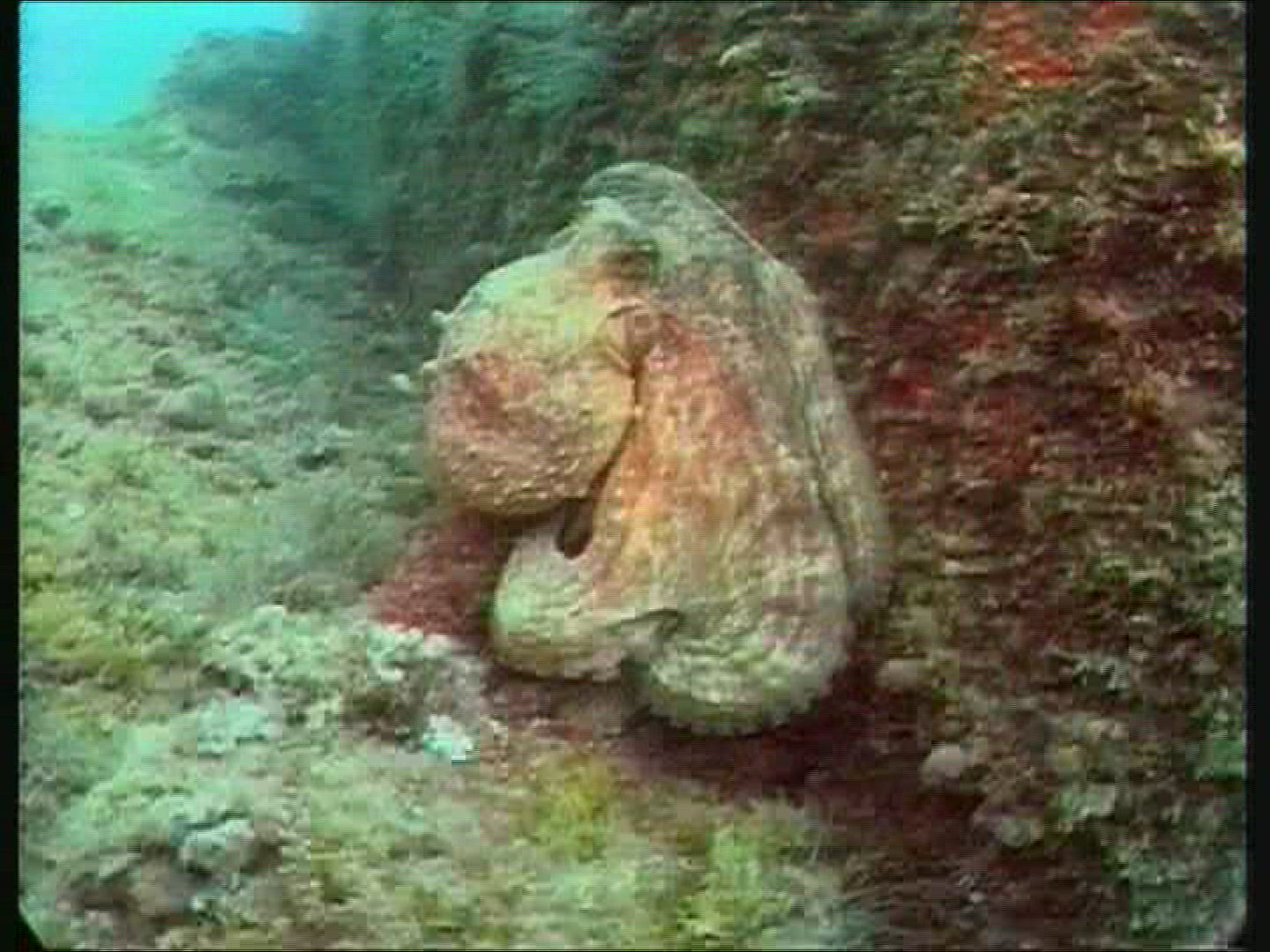 411014299 / Octopus / Mediterranean Sea
