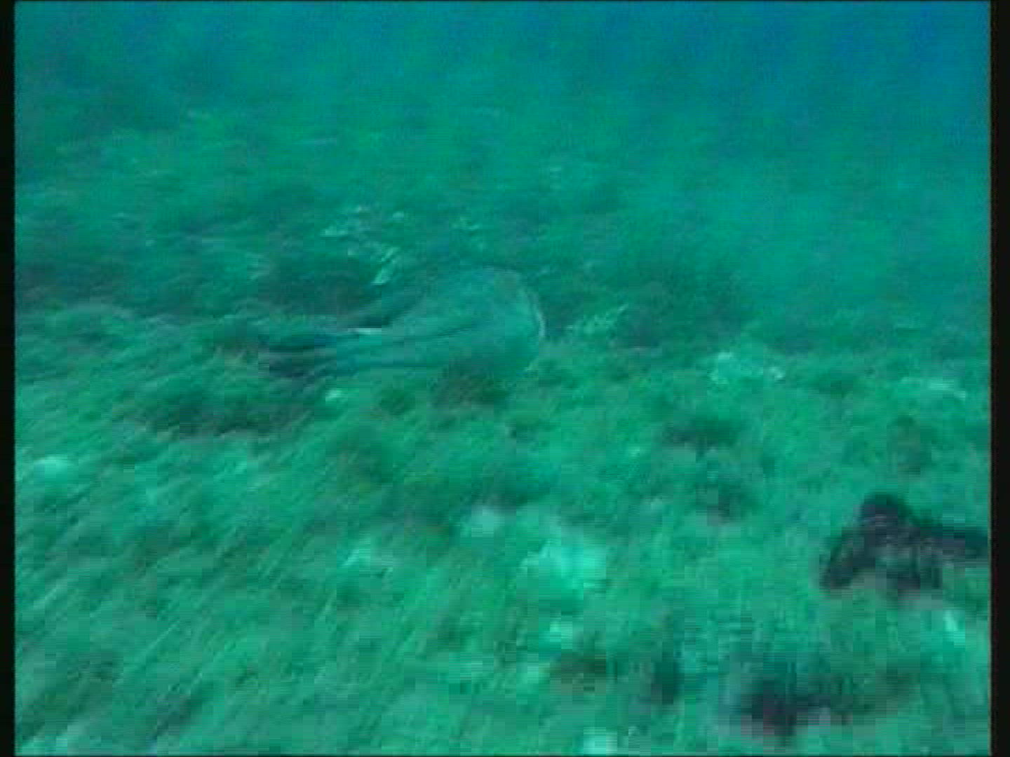 892759302 / Octopus / Mediterranean Sea