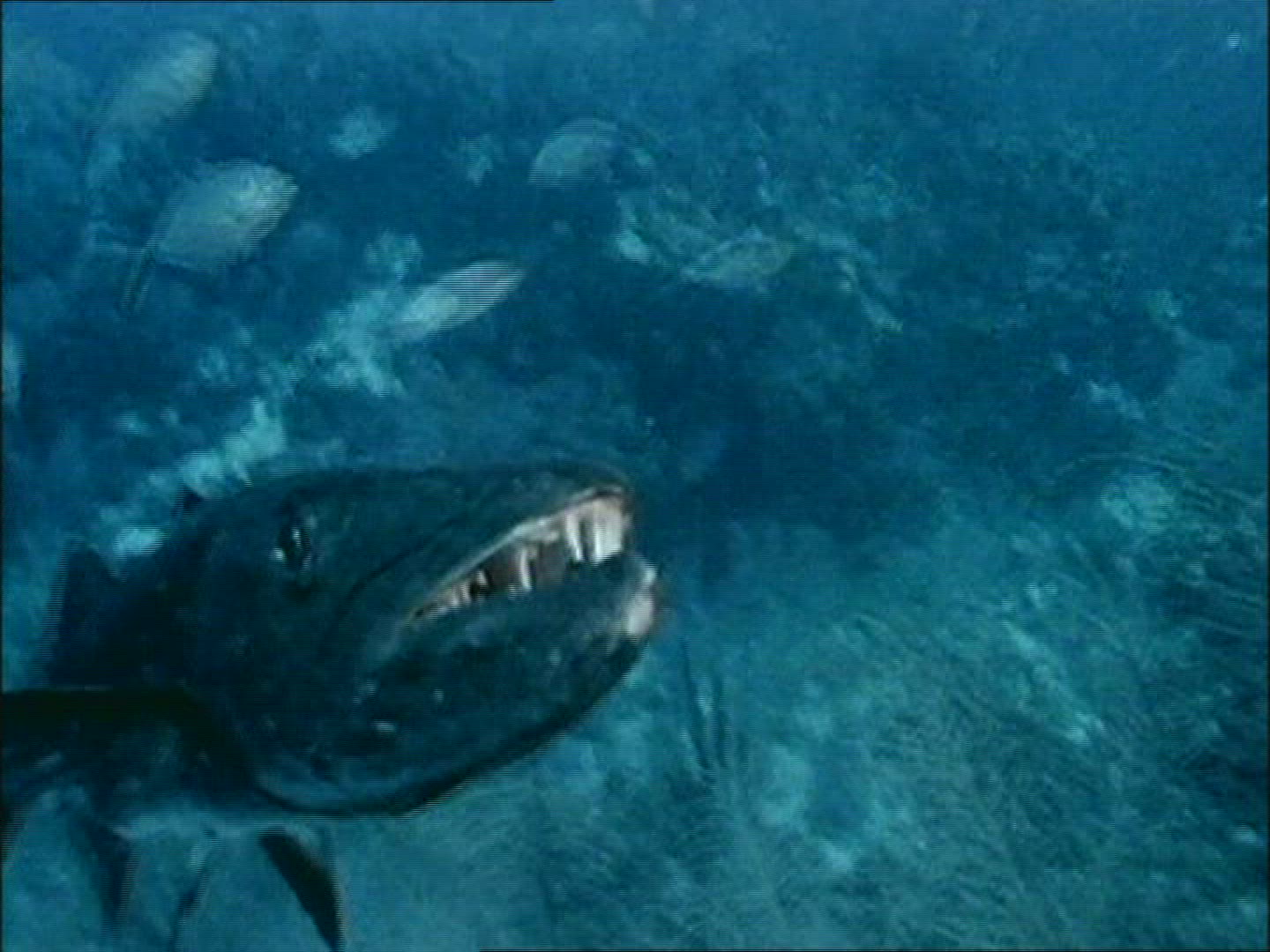 285551023 / Barracuda / Florida Keys / USA