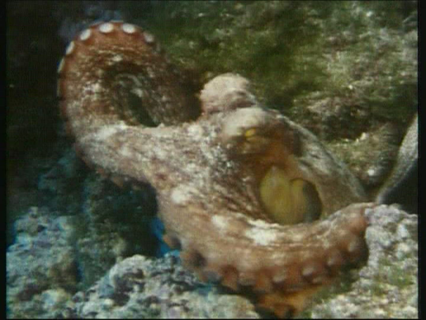 896633363 / Octopus / Mediterranean Sea