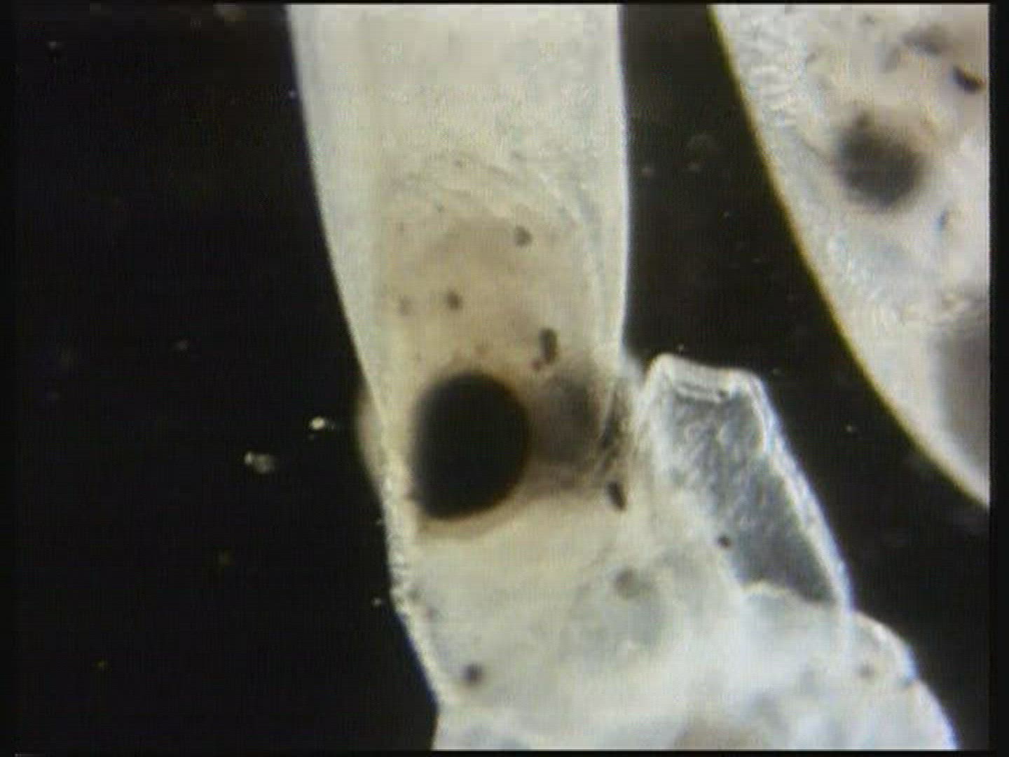 600801133 / Octopus / Brood Care / Egg / Mediterranean Sea