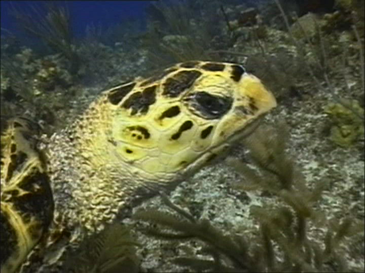 677341191 / Hawksbill Turtle / Atlantic Ocean