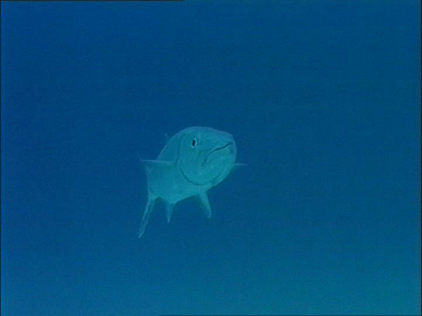312436815 / Barracuda / Atlantic Ocean