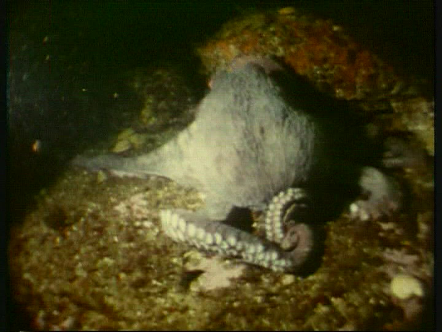 584220723 / Octopus / Pacific Ocean / Canada