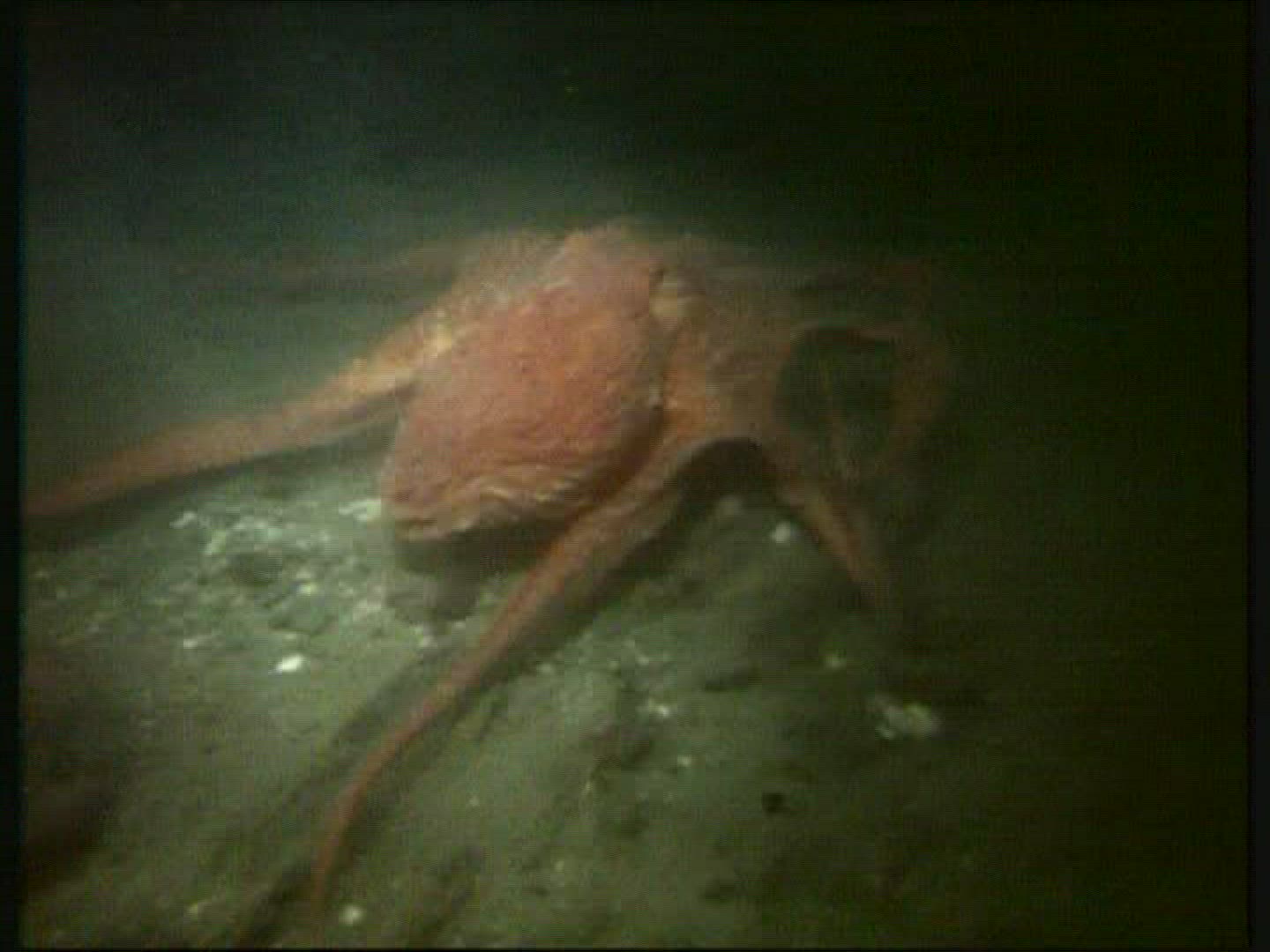 200840158 / Octopus / Pacific Ocean / Canada