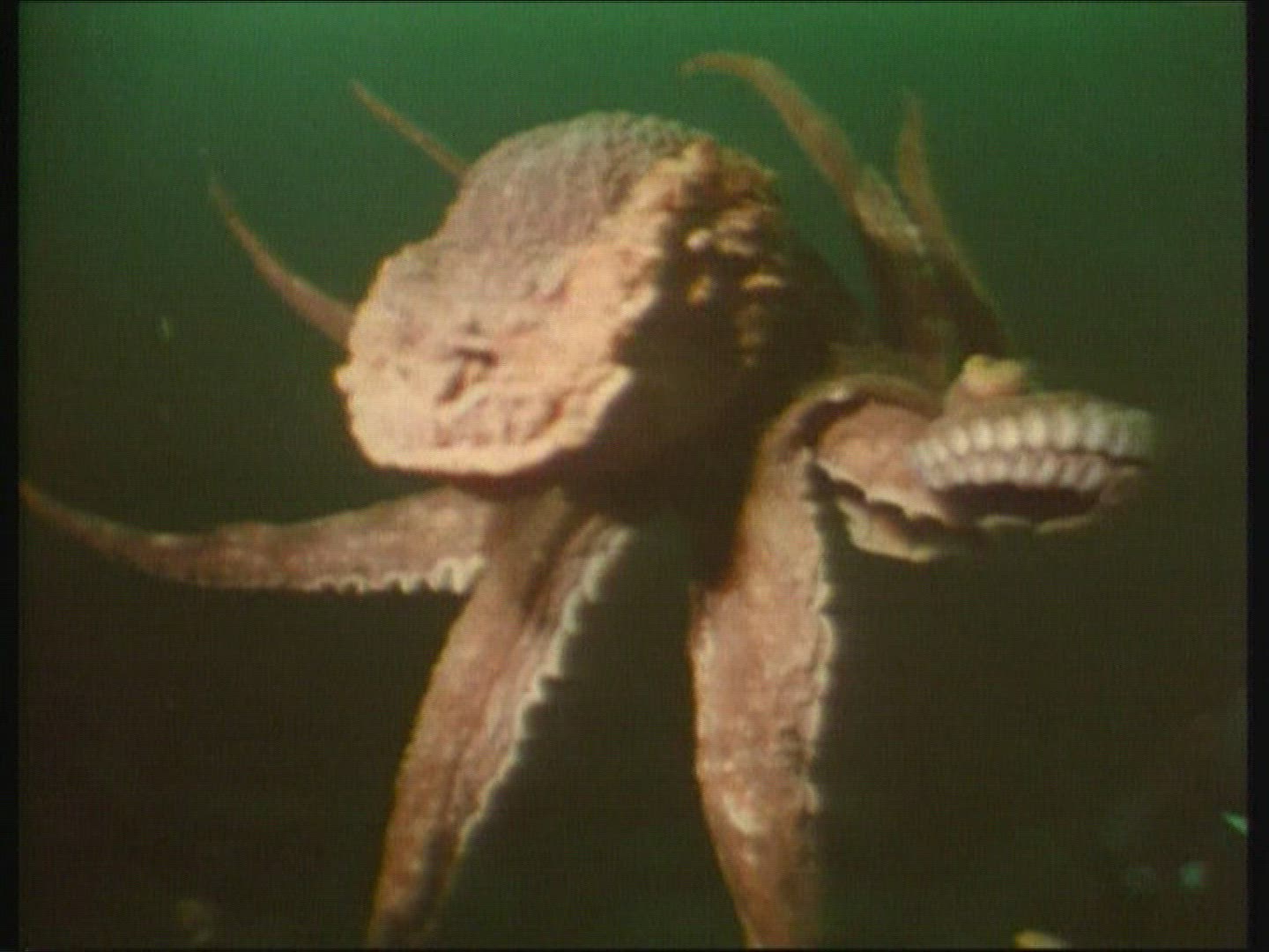 871812868 / Octopus / Pacific Ocean / Canada
