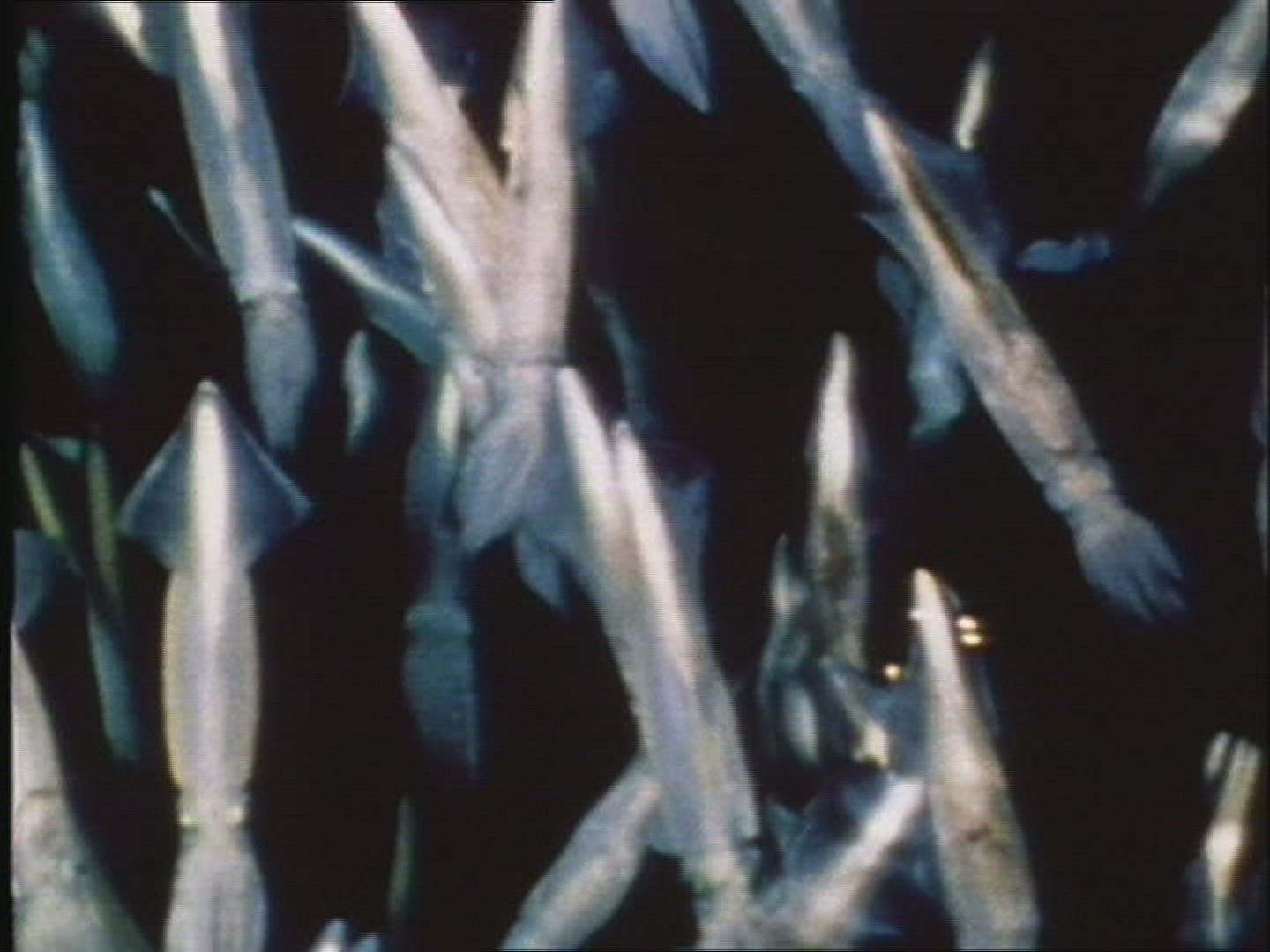 884127062 / Sagittal Squid / Mating / Pacific Ocean