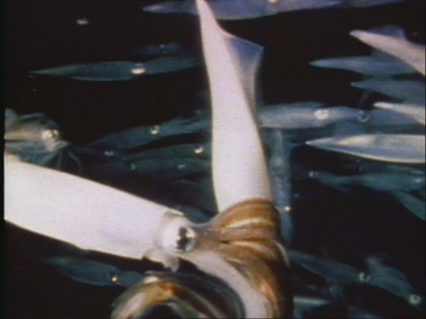 820354613 / Sagittal Squid / Mating / Pacific Ocean