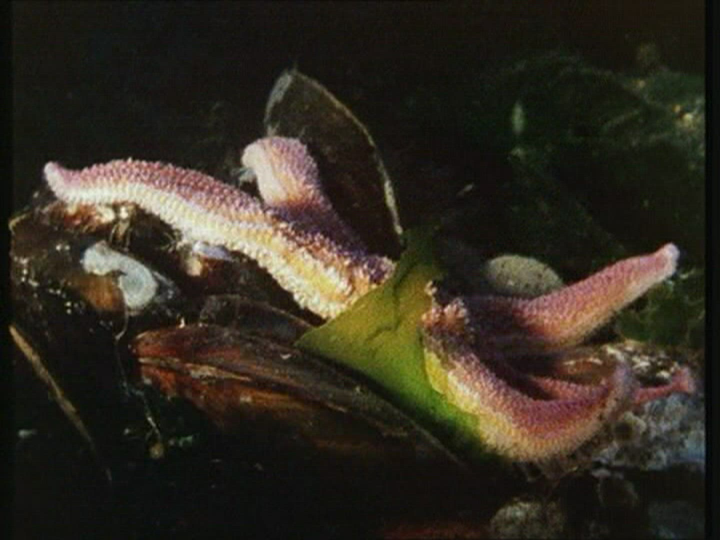 601427833 / Star Fish / Spinny Skinned Animals