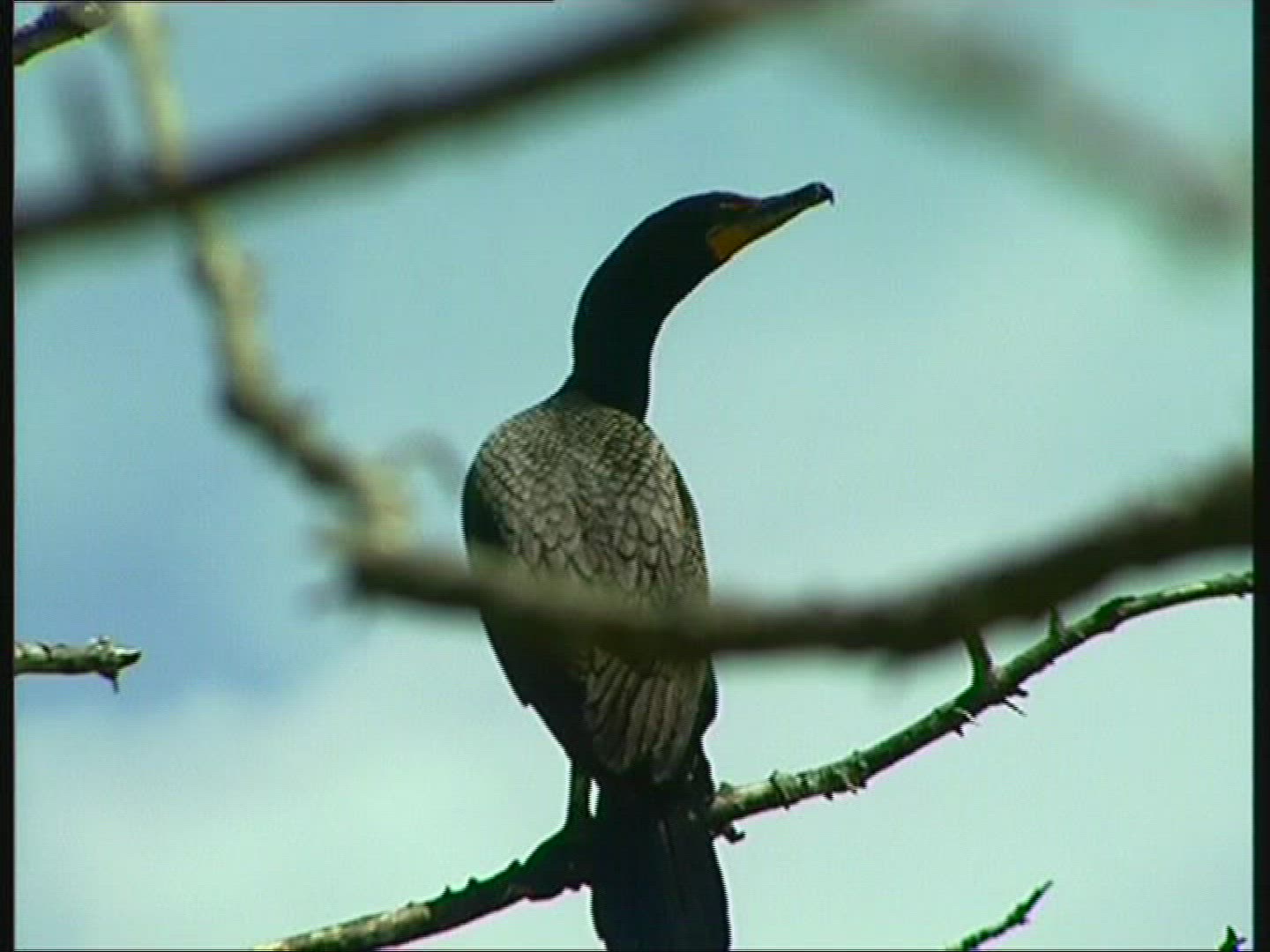 865609771 / Cormorant / Janvrin Island / Canada