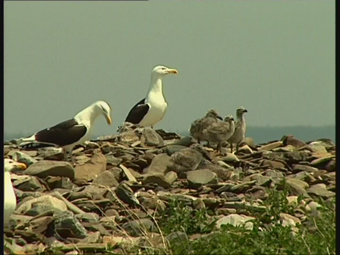 970698030 / Great Black-backed Gull / Canada
